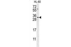 Western Blotting (WB) image for anti-Empty Spiracles Homeobox 2 (EMX2) antibody (ABIN3002378) (EMX2 Antikörper)