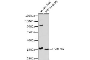 Western blot analysis of extracts of various cell lines, using HSD17B7 Rabbit pAb (ABIN7267812) at 1:1000 dilution. (HSD17B7 Antikörper  (AA 110-200))