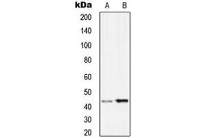 Western blot analysis of Serpin B9 expression in Ramos (A), HuvEc (B) whole cell lysates. (SERPINB9 Antikörper  (Center))