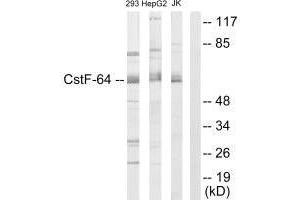 Western blot analysis of extracts from 293 cells. (CSTF2 Antikörper  (N-Term))