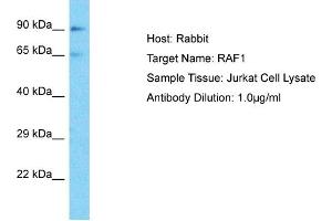 Host: Rabbit Target Name: RAF1 Sample Type: Jurkat Whole Cell lysates Antibody Dilution: 1. (RAF1 Antikörper  (Middle Region))