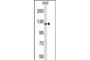 TBC1D1 Antibody (Center) (ABIN1538537 and ABIN2848892) western blot analysis in 293 cell line lysates (35 μg/lane). (TBC1D1 Antikörper  (AA 617-645))