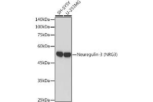 Western blot analysis of extracts of various cell lines, using Neuregulin-3 (Neuregulin-3 (NRG3)) antibody (ABIN7268859) at 1:1000 dilution. (Neuregulin 3 Antikörper)