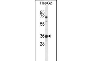Western blot analysis of MOSC1 Antibody (Center) (ABIN653710 and ABIN2843025) in HepG2 cell line lysates (35 μg/lane). (MOSC1 Antikörper  (AA 175-204))
