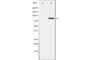 Western blot analysis of Cortactin phosphorylation expression in H2O2 treated HeLa whole cell lysates,The lane on the left is treated with the antigen-specific peptide. (Cortactin Antikörper  (pTyr421))