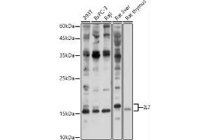 Western blot analysis of extracts of various cell lines, using IL7 antibody (ABIN3022322, ABIN3022323, ABIN3022324, ABIN1513090 and ABIN6218736) at 1:1000 dilution. (IL-7 Antikörper  (AA 26-177))