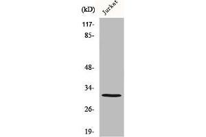 Western Blot analysis of MCF7 cells using Carbonyl Reductase 3 Polyclonal Antibody (CBR3 Antikörper  (Internal Region))