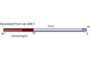 Image no. 1 for anti-Aurora Kinase B (AURKB) (AA 2-124) antibody (ABIN968358)