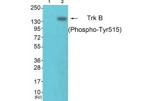 Western blot analysis of extracts from NIH/3T3 cells, using Trk B (phospho-Tyr515) antibody. (TRKB Antikörper  (pTyr515))