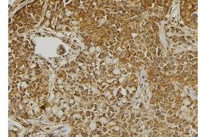 ABIN6273267 at 1/100 staining Human pancreas tissue by IHC-P.
