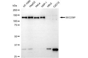 Western blotting analysis using SEC23IP antibody (ABIN7800281).