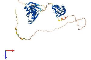 TIAL1 Protein (AA 1-375) (His tag)