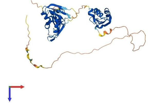 TIAL1 Protein (AA 1-375) (His tag)