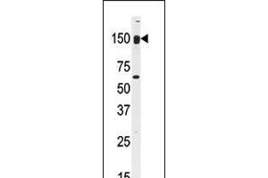 Western blot analysis of anti-CLASP2 Antibody in mouse kidney tissue lysates (35ug/lane). (CLASP2 Antikörper  (C-Term))