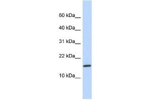 Western Blotting (WB) image for anti-Non-Protein Coding RNA 114 (NCRNA00114) antibody (ABIN2458958)