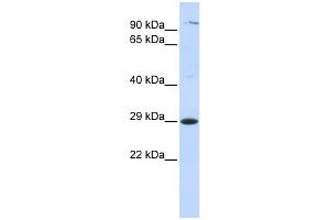 Tetraspanin 2 antibody used at 1 ug/ml to detect target protein. (Tetraspanin 2 Antikörper  (Middle Region))