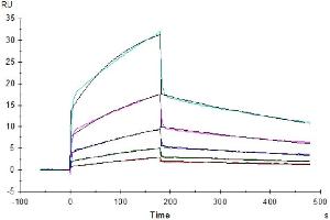 Surface Plasmon Resonance (SPR) image for Natural Killer Cell Cytotoxicity Receptor 3 Ligand 1 (NCR3LG1) (AA 25-262) protein (His tag) (ABIN7273955)