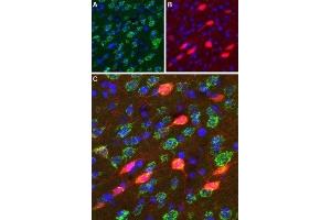 Expression of DRD3 in rat striatum  - Immunohistochemical staining of perfusion-fixed frozen rat brain sections using Anti-D3 Dopamine Receptor (extracellular) Antibody (ABIN7043109, ABIN7044231 and ABIN7044232), (1:100). (DRD3 Antikörper  (Extracellular, N-Term))
