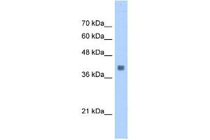 ALDOA antibody used at 0. (ALDOA Antikörper  (N-Term))
