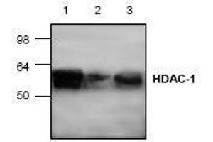 Image no. 1 for anti-Histone Deacetylase 1 (HDAC1) (C-Term) antibody (ABIN127232) (HDAC1 Antikörper  (C-Term))