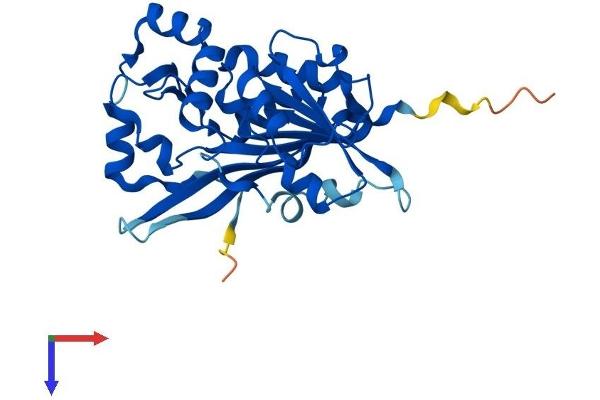 METTL6 Protein (AA 1-282) (His tag)