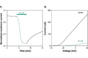 δ-Dendrotoxin blocks KV1. (delta-Dendrotoxin Protein)