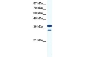 Western Blotting (WB) image for anti-LIM Homeobox 3 (LHX3) antibody (ABIN2460467) (LHX3 Antikörper)