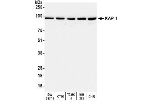 Western Blotting (WB) image for anti-Tripartite Motif Containing 28 (TRIM28) (AA 650-700) antibody (ABIN7453436)