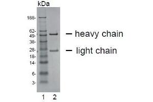 SDS-PAGE analysis of purified HT-12D8 monoclonal antibody. (CEACAM20 Antikörper)