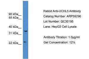 WB Suggested Anti-UCHL5  Antibody Titration: 0. (UCHL5 Antikörper  (Middle Region))