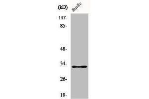 Western Blot analysis of HuvEc cells using COX6c Polyclonal Antibody (COX6C Antikörper  (Internal Region))