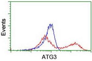 Image no. 5 for anti-ATG3 Autophagy Related 3 (ATG3) antibody (ABIN1496760) (ATG3 Antikörper)