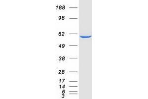 Western Blotting (WB) image for NADPH Oxidase Activator 1 (NOXA1) protein (Myc-DYKDDDDK Tag) (ABIN2727492)