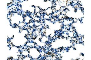 IHC analysis of Tlr8 using anti-Tlr8 antibody (ABIN7603240).