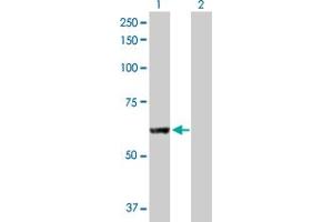 Western Blot analysis of PNPLA2 expression in transfected 293T cell line by PNPLA2 MaxPab polyclonal antibody.