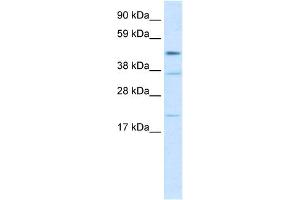 WB Suggested Anti-TEAD1 Antibody Titration:  2.