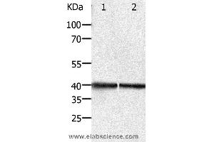 Western blot analysis of Hela and Jurkat cell, using PDX1 Polyclonal Antibody at dilution of 1:450