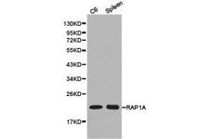 Western Blotting (WB) image for anti-RAP1A, Member of RAS Oncogene Family (RAP1A) antibody (ABIN1874547) (RAP1A Antikörper)