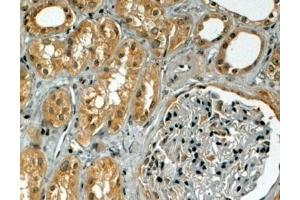 ABIN185553 (4µg/ml) staining of paraffin embedded Human Kidney. (TRIM5 Antikörper  (Internal Region))
