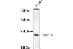 Western blot analysis of extracts of A-549 cells, using R antibody (ABIN6128589, ABIN6146549, ABIN6146550 and ABIN6216493) at 1:1000 dilution. (RAB14 Antikörper  (AA 126-215))