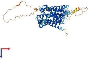 SLC38A2 Protein (AA 1-506) (His tag)