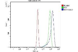 anti-RAP1, GTP-GDP Dissociation Stimulator 1 (RAP1GDS1) (AA 43-607) antibody