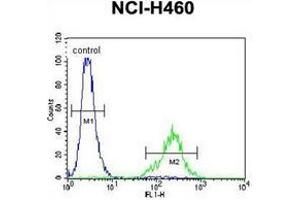 Flow Cytometric analysis of NCI-H460 cells using CL029 antibody (N-term) Cat. (C12ORF29 Antikörper  (N-Term))