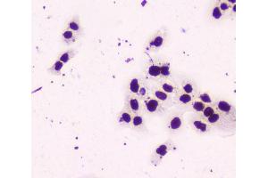 IHC analysis of nmt55 p54nrb using anti-nmt55 p54nrb antibody (ABIN6719600). (NONO Antikörper  (N-Term))