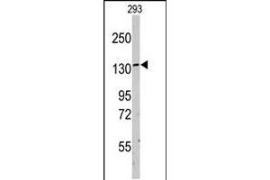 Western blot analysis of LARS polyclonal antibody  in 293 cell line lysates (35 ug/lane). (LARS Antikörper  (C-Term))