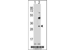 Western blot analysis of CLDN2 using rabbit polyclonal CLDN2 Antibody (Y195) using 293 cell lysates (2 ug/lane) either nontransfected (Lane 1) or transiently transfected (Lane 2) with the CLDN2 gene. (Claudin 2 Antikörper  (C-Term))