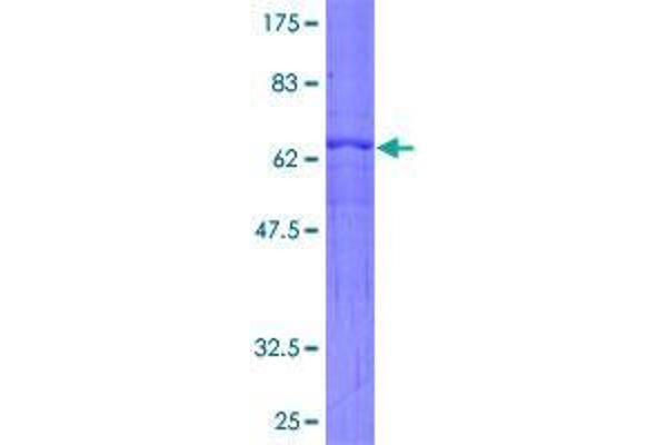 ARHGEF3 Protein (AA 1-324) (GST tag)