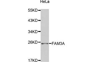 Western blot analysis of extracts of HeLa cells, using FAM3A antibody (ABIN2974240). (FAM3A Antikörper)
