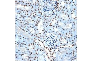 Immunohistochemistry of paraffin-embedded mouse kidney using Histone H2B Rabbit mAb (ABIN7267736) at dilution of 1:100 (40x lens). (HIST1H2BK Antikörper)