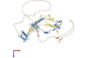 RAD21 Protein (AA 1-631) (His tag)